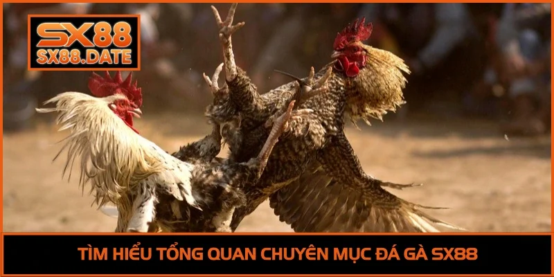 Tìm hiểu tổng quan chuyên mục đá gà SX88